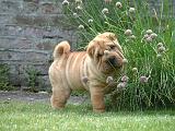 SHAR-PEI 918